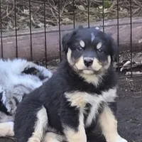 Rebel, a male Miniature Australian Shepherd for sale in Riverside, CA – Photo 4 of 10