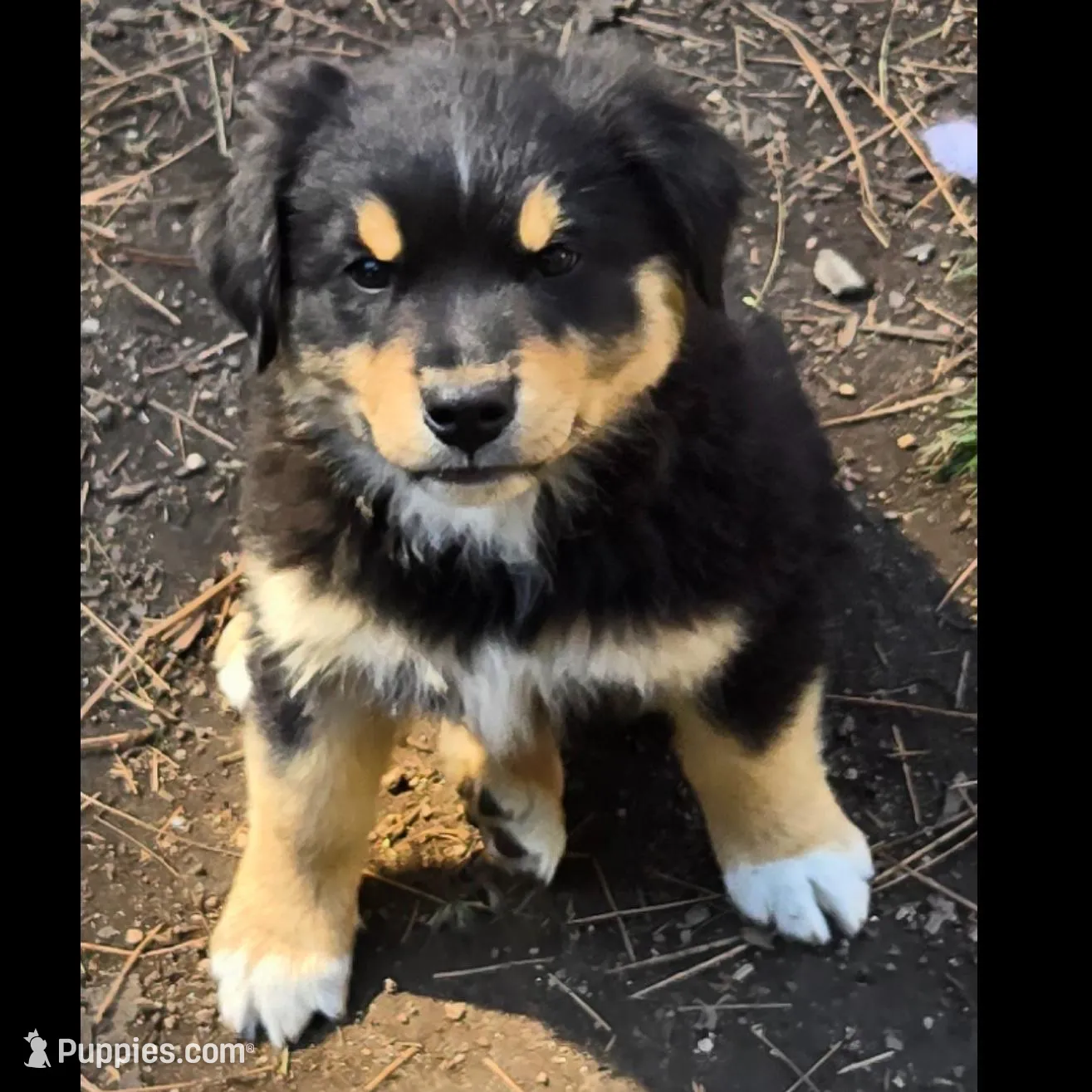 Rebel – Miniature Australian Shepherd puppy for sale in Riverside, CA