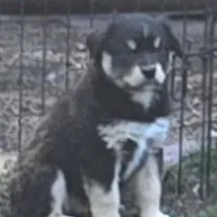 Rebel, a male Miniature Australian Shepherd for sale in Riverside, CA – Photo 3 of 10