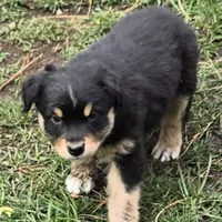 Rebel, a male Miniature Australian Shepherd for sale in Riverside, CA – Photo 5 of 10