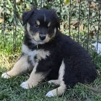 Rebel, a male Miniature Australian Shepherd for sale in Riverside, CA – Photo 2 of 10