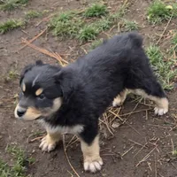 Rebel, a male Miniature Australian Shepherd for sale in Riverside, CA – Photo 6 of 10