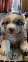 Triumph, a male Miniature Australian Shepherd for sale in Riverside, CA – Photo 1 of 10