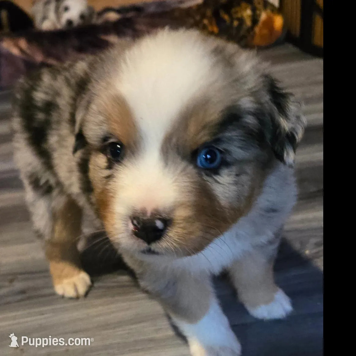 Triumph, a male Miniature Australian Shepherd for sale in Riverside, CA – Photo 4 of 10