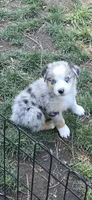 Eve, a female Toy Australian Shepherd for sale in Riverside, CA – Photo 6 of 6