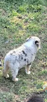 Eve, a female Toy Australian Shepherd for sale in Riverside, CA – Photo 2 of 6