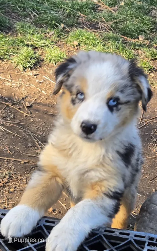 Eve – Toy Australian Shepherd puppy for sale in Riverside, CA