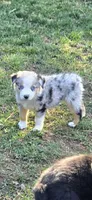 Eve, a female Toy Australian Shepherd for sale in Riverside, CA – Photo 3 of 6