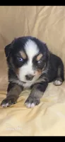 Elaina, a female Miniature Australian Shepherd for sale in Riverside, CA – Photo 3 of 6