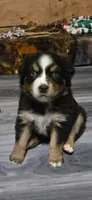 Elaina, a female Miniature Australian Shepherd for sale in Riverside, CA – Photo 1 of 6