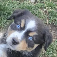 Elana, a female Miniature Australian Shepherd for sale in Riverside, CA – Photo 3 of 8
