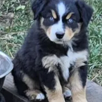 Elana, a female Miniature Australian Shepherd for sale in Riverside, CA – Photo 1 of 8