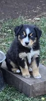 Elana, a female Miniature Australian Shepherd for sale in Riverside, CA – Photo 1 of 5