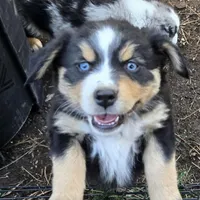 Elana, a female Miniature Australian Shepherd for sale in Riverside, CA – Photo 4 of 8