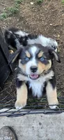 Elana, a female Miniature Australian Shepherd for sale in Riverside, CA – Photo 4 of 5