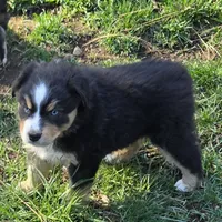 Elana, a female Miniature Australian Shepherd for sale in Riverside, CA – Photo 5 of 8