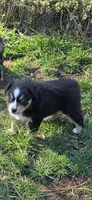 Elana, a female Miniature Australian Shepherd for sale in Riverside, CA – Photo 5 of 5