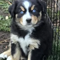 Elana, a female Miniature Australian Shepherd for sale in Riverside, CA – Photo 2 of 8