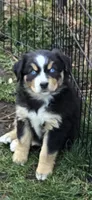 Elana, a female Miniature Australian Shepherd for sale in Riverside, CA – Photo 2 of 5