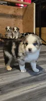 Harley, a male Miniature Australian Shepherd for sale in Riverside, CA – Photo 6 of 6