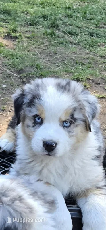 Harley – Miniature Australian Shepherd puppy for sale in Riverside, CA