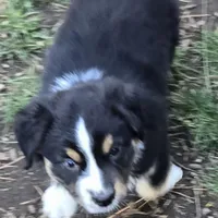 Estelle , a female Miniature Australian Shepherd for sale in Riverside, CA – Photo 2 of 9