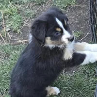 Estelle , a female Miniature Australian Shepherd for sale in Riverside, CA – Photo 3 of 9