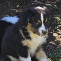 Estelle , a female Miniature Australian Shepherd for sale in Riverside, CA – Photo 1 of 9