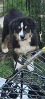 Estelle , a female Miniature Australian Shepherd for sale in Riverside, CA – Photo 6 of 9