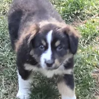 Estelle , a female Miniature Australian Shepherd for sale in Riverside, CA – Photo 5 of 9