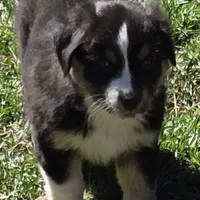 Estelle , a female Miniature Australian Shepherd for sale in Riverside, CA – Photo 4 of 9