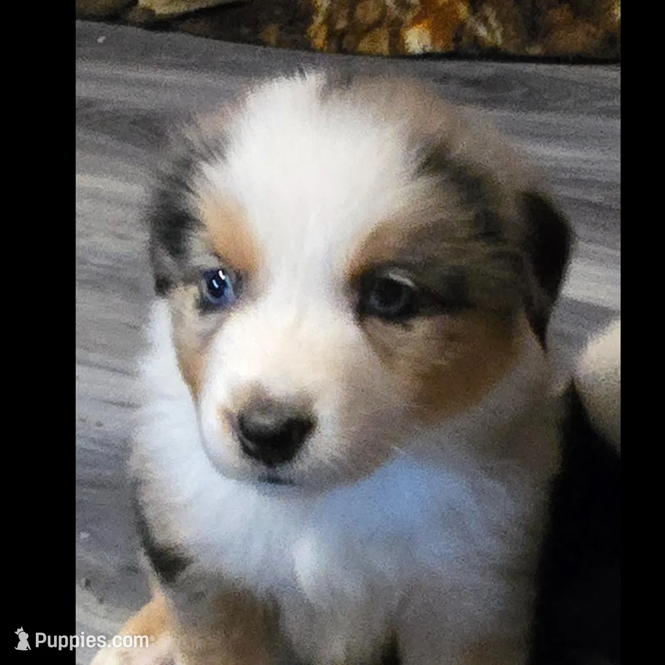 Elizabeth, a female Miniature Australian Shepherd for sale in Riverside, CA – Photo 6 of 7