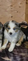 Elizabeth, a female Miniature Australian Shepherd for sale in Riverside, CA – Photo 1 of 7
