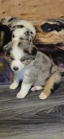 Elizabeth, a female Miniature Australian Shepherd for sale in Riverside, CA – Photo 4 of 7