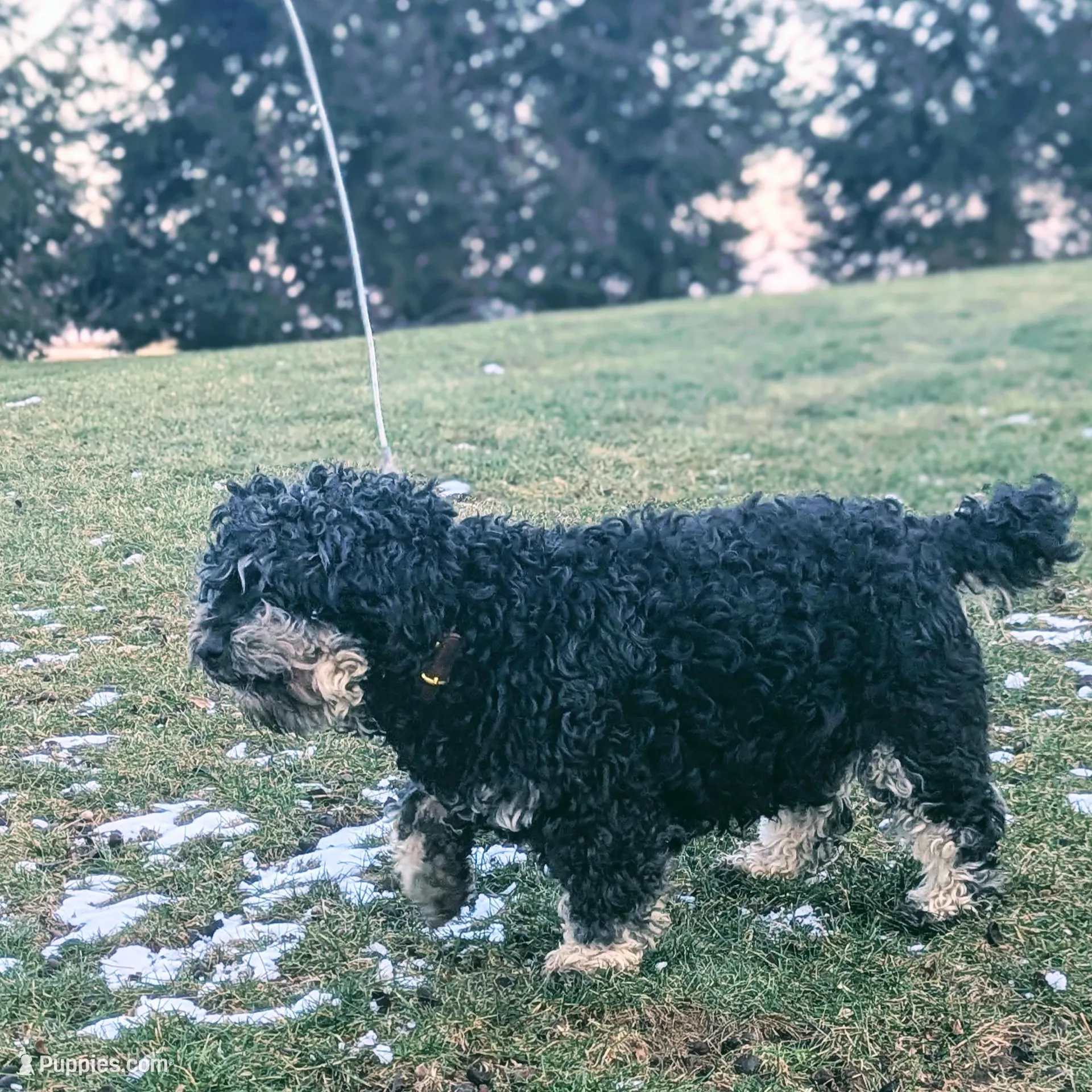 Abbi, a female Miniature Bernedoodle for sale in Myerstown, PA – Photo 2 of 3