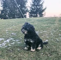 Abbi, a female Miniature Bernedoodle for sale in Myerstown, PA – Photo 3 of 3