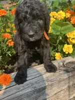 Dolly Madison, a female Bernedoodle for sale in Noblesville, IN – 2 of 4