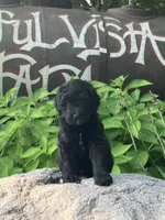 Macaroni, a male Bernedoodle for sale in Noblesville, IN – 2 of 4