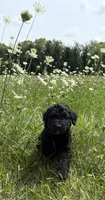 Harriet Tubman, a female Bernedoodle for sale in Noblesville, IN – 2 of 5
