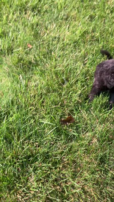 Teddy Roosevelt , a male Bernedoodle for sale in Noblesville, IN – 3 of 3
