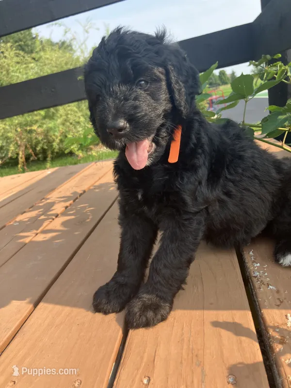 Dolly Madison – Bernedoodle puppy for sale in Noblesville, IN
