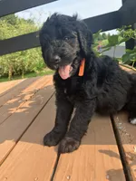 Dolly Madison, a female Bernedoodle for sale in Noblesville, IN – 1 of 4