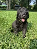 Teddy Roosevelt , a male Bernedoodle for sale in Noblesville, IN – 2 of 3