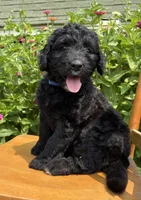 Harriet Tubman, a female Bernedoodle for sale in Noblesville, IN – 3 of 5