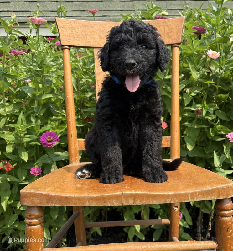 Harriet Tubman – Bernedoodle puppy for sale in Noblesville, IN