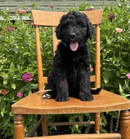 Harriet Tubman, a female Bernedoodle for sale in Noblesville, IN – 1 of 5