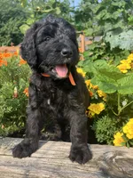 Dolly Madison, a female Bernedoodle for sale in Noblesville, IN – 3 of 4