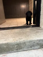 Macaroni, a male Bernedoodle for sale in Noblesville, IN – 4 of 4