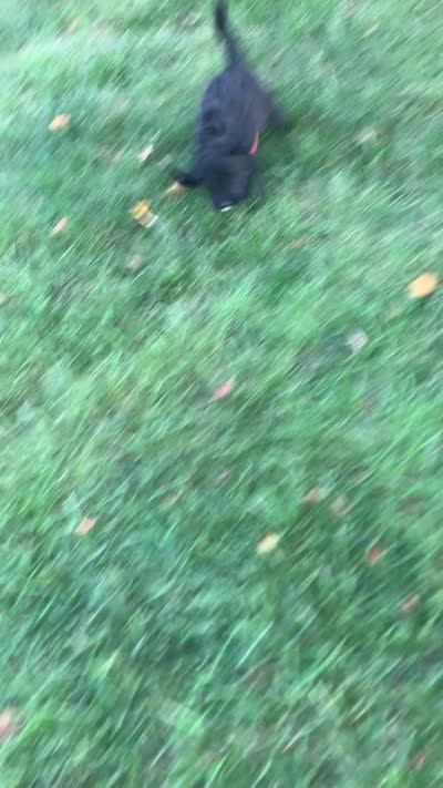 Dolly Madison, a female Bernedoodle for sale in Noblesville, IN – 4 of 4