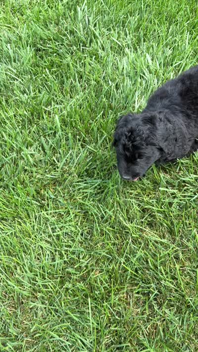 Harriet Tubman, a female Bernedoodle for sale in Noblesville, IN – 5 of 5